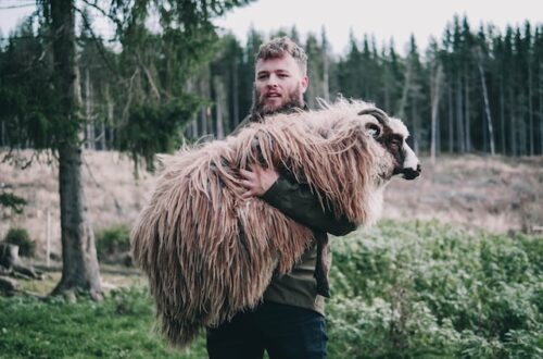 Man holding a sheep